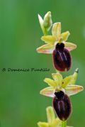 Ophrys tarentina